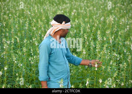 TIKAMGARH, MADHYA PRADESH, INDIA - 15 SETTEMBRE 2020: Coltivatore indiano a campo di sesamo. Foto Stock