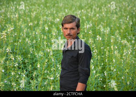 TIKAMGARH, MADHYA PRADESH, INDIA - 15 SETTEMBRE 2020: Coltivatore indiano a campo di sesamo. Foto Stock