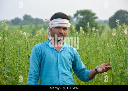 TIKAMGARH, MADHYA PRADESH, INDIA - 15 SETTEMBRE 2020: Coltivatore indiano a campo di sesamo. Foto Stock