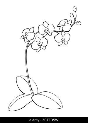 Orchidea fiore grafico arte bianco nero isolato schizzo illustrazione vettore Illustrazione Vettoriale
