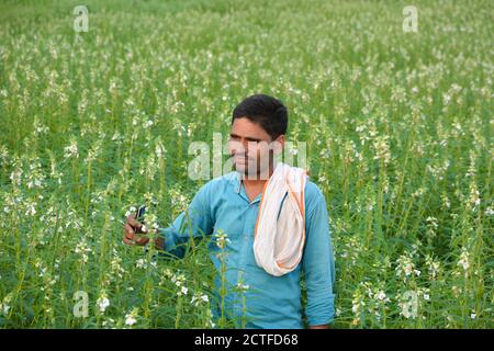 TIKAMGARH, MADHYA PRADESH, INDIA - 15 SETTEMBRE 2020: Coltivatore indiano a campo di sesamo. Foto Stock