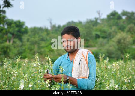 TIKAMGARH, MADHYA PRADESH, INDIA - 15 SETTEMBRE 2020: Coltivatore indiano a campo di sesamo. Foto Stock