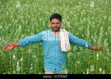 TIKAMGARH, MADHYA PRADESH, INDIA - 15 SETTEMBRE 2020: Coltivatore indiano a campo di sesamo. Foto Stock