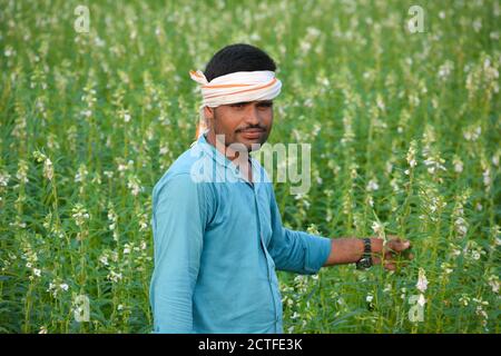 TIKAMGARH, MADHYA PRADESH, INDIA - 15 SETTEMBRE 2020: Coltivatore indiano a campo di sesamo. Foto Stock