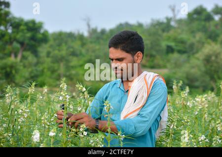 TIKAMGARH, MADHYA PRADESH, INDIA - 15 SETTEMBRE 2020: Coltivatore indiano a campo di sesamo. Foto Stock