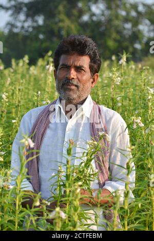 TIKAMGARH, MADHYA PRADESH, INDIA - 15 SETTEMBRE 2020: Coltivatore indiano a campo di sesamo. Foto Stock