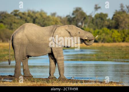Elefante adulto che beve acqua alla luce dorata del pomeriggio a Okavango Delta in Botswana Foto Stock