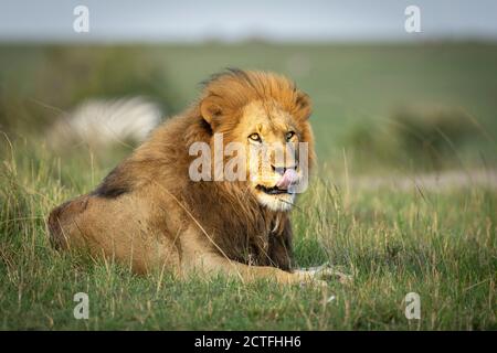 Leone maschio sdraiato in erba verde che guarda affamato dentro Masai Mara in Kenya Foto Stock