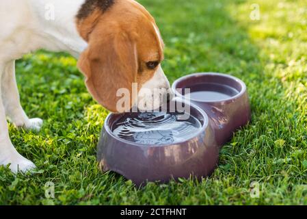 Beagle cane bere acqua per rinfrescare all'ombra su erba che si nasconde dal sole estivo. Foto Stock
