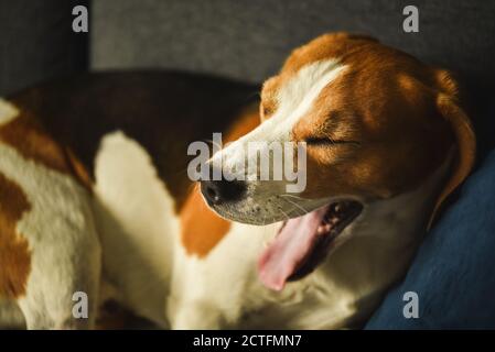 Cane stanco dorme su un divano. Posa divertente, bizzarro. Foto Stock