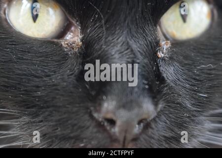 Primo piano degli occhi reumidi di un gatto nero Foto Stock