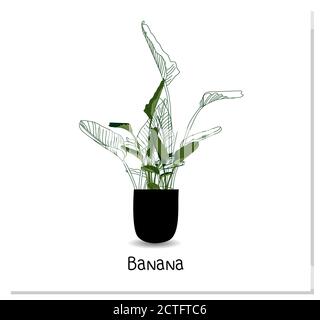 Strelitzia. Banana interna. Pianta interna in vaso isolata su sfondo bianco. Home fiori clipart. Illustrazione Vettoriale