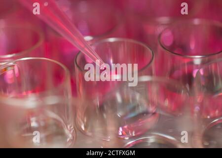 Multipette e vassoio multipozzetto, esperimento nel laboratorio di microbiologia Foto Stock