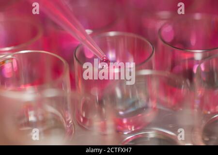 Multipette e vassoio multipozzetto, esperimento nel laboratorio di microbiologia Foto Stock