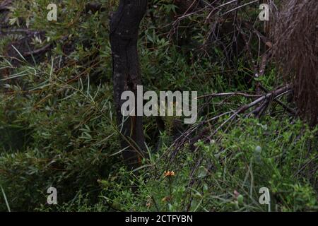 Un wallaby si nasconde nel sottobosco accanto a una pista sulla passeggiata Spit to Manly. L'orecchio destro e il volto possono essere realizzati vicino al centro della foto. Foto Stock