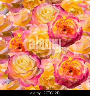Motivo senza cuciture con fiori di rose. Rose gialle e rosa Foto Stock