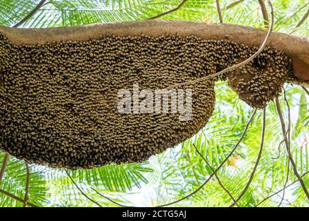 Primo piano enorme Beehive di Miele Giganti su Tree Branch Foto Stock