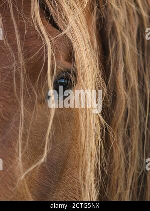 Un primo piano del volto di un raro cavallo Suffolk Punch di razza che mostra il suo occhio delicato. Foto Stock