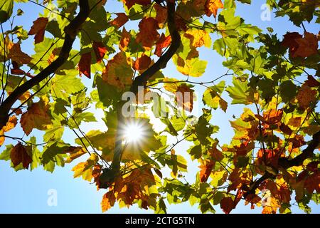 Un albero in tarda estate con raggi di sole a forma di stella che brillano attraverso le foglie. Foto Stock