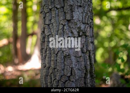 Corteccia di albero ruvida vicino in etereo defocused foresta. Foto Stock
