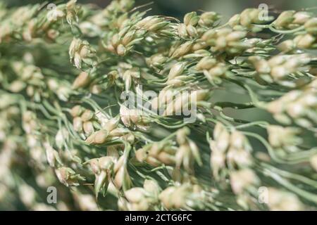 Primo piano bellissima erba sudanese Sorghum di a su uno sfondo di foglie verdi. Natura motivo trama di sfondo per il design. Foto Stock