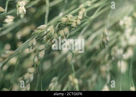 Primo piano bellissima erba sudanese Sorghum di a su uno sfondo di foglie verdi. Natura motivo trama di sfondo per il design. Foto Stock