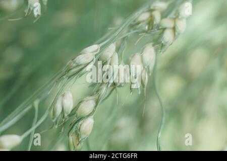 Primo piano bellissima erba sudanese Sorghum di a su uno sfondo di foglie verdi. Natura motivo trama di sfondo per il design. Foto Stock