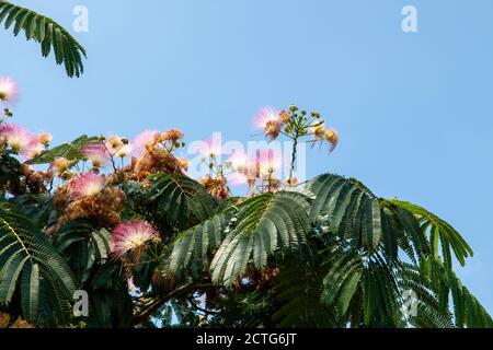 Fiori e fogliame di seta persiana o Siris rosa (Albizia julibrissin) Brockley, Lewisham, Londra Foto Stock