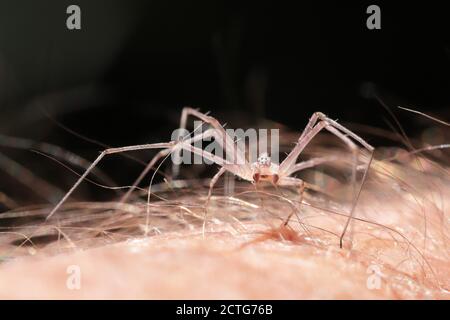 Piccolo Daddy gambe lunghe ragno su un braccio umano Foto Stock