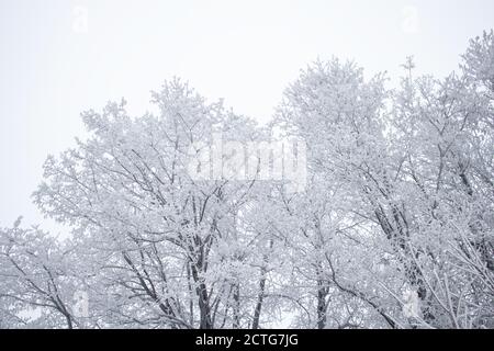 Foresta bianca in inverno, neve fredda Foto Stock