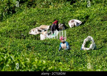 29 marzo 2018: Gruppo di lavoratori che raccolgono le foglie di tè in una piantagione di tè. Cameron Highlands, Malesia Foto Stock