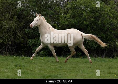 Akhal Teke, cavallo di razza dal Turkmenistan, per adulti Foto Stock