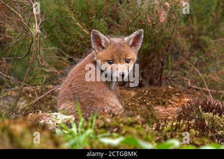 Volpe rossa, vulpes vulpes, Pup seduta, Normandia Foto Stock