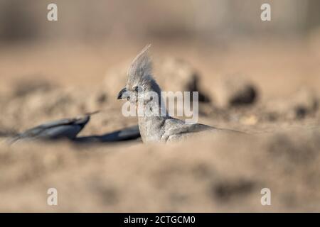 Uccello grigio di via (Corythaixoides concolor), Riserva di gioco di Mashatu, Botswana Foto Stock