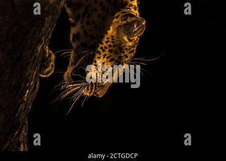 Leopardo (Panthera pardus), pianure degli Elefanti, Riserva di sabbia di Sabi, Sudafrica Foto Stock