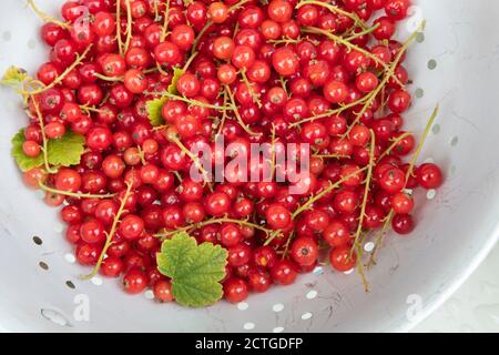 Ribes (Ribes rubrum), Northumberland, Regno Unito Foto Stock