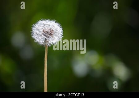 Testa di mare del dente di leone (Taraxacum officinale), parco nazionale del Northumberland, Regno Unito Foto Stock