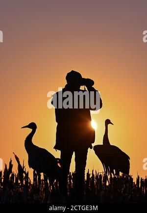 21 settembre 2020, Brandeburgo, Steinhöfel: Beate Blahy, conservatore di animali e natura, è in piedi all'alba della prima mattina con due giovani gru (Grus grus) su un campo di mais raccolto. Le gru hanno solo pochi figli quest'anno nel Brandeburgo. Il motivo di questo è la siccità. Mancano i terreni di allevamento e gli alimenti adatti. Invece di essere allevati in natura, i giovani uccelli vengono sempre più allevati dagli esseri umani per un amore sbagliato degli animali. Anche questo è allarmante. Foto: Patrick Pleul/dpa-Zentralbild/ZB Foto Stock