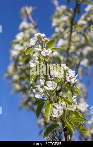 Pear Blossom (Pyrus sp), Northumberland, Regno Unito Foto Stock