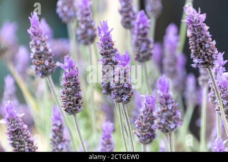 Fioritura della lavanda a Gresford, Hunter Region, NSW, Australia. Foto Stock