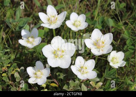 Erba-di-Parnaso Parnassia palustris Foto Stock