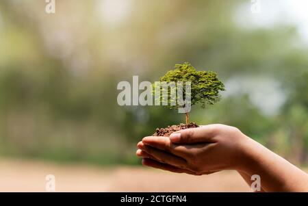 Gli alberi sono piantati a terra in mani umane con sfondi verdi naturali, il concetto di crescita delle piante e la protezione ambientale. Foto Stock