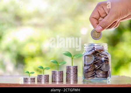 L'albero cresce su un mucchio di monete, un vaso di soldi per risparmiare soldi, idee, e per crescere finanziariamente e investire in agricoltura. Foto Stock