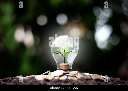 L'albero cresce in denaro in lampadine a risparmio energetico, il concetto di crescita finanziaria, risparmio energetico e protezione ambientale nella Giornata della Terra. Foto Stock