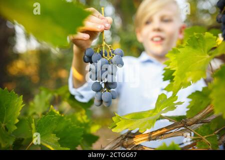 Infanzia. Felice ragazzino durante la raccolta dell'uva in un giardino all'aperto. Amore, famiglia, stile di vita, raccolto, concetto autunnale. Allegro, sano e bello. Cibo biologico, agricoltura, giardinaggio. Foto Stock