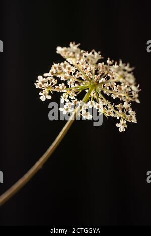 I fiori bianchi di yarrow o lat. Achillea millefolium primo piano. Erbacce di piante medicinali. Preparazione omeopatica. Fiori in fuoco selettivo. Nero mo Foto Stock