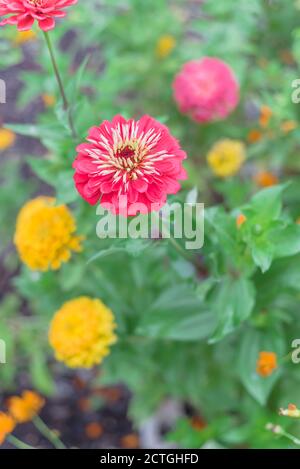 DOF poco profondo su zinnia viola fiorita con sfocato colorato multicolore fiore sfondo Foto Stock