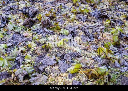 Frosty morti plantremains sul terreno durante la fine dell'autunno che cambia in inverno, la Grotte, alta Savoia, Francia. Foto Stock