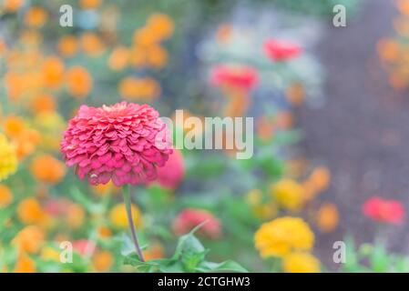 DOF poco profondo su zinnia viola fiorita con sfocato colorato multicolore fiore sfondo Foto Stock