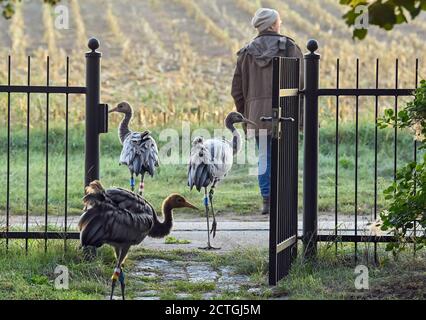 21 settembre 2020, Brandeburgo, Steinhöfel: Beate Blahy, conservatore di animali e natura, va con tre giovani gru (Grus grus) ad un campo di mais raccolto nelle prime ore del mattino. Le gru hanno solo pochi figli quest'anno nel Brandeburgo. Il motivo di questo è la siccità. Mancano i terreni di allevamento e gli alimenti adeguati. Invece di essere allevati in natura, i giovani uccelli vengono sempre più allevati dagli esseri umani per un amore sbagliato degli animali. Anche questo è allarmante. Foto: Patrick Pleul/dpa-Zentralbild/ZB Foto Stock